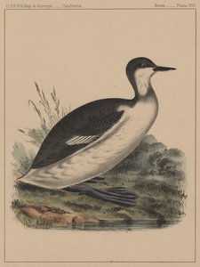 Aves, lámina VIII, 1855 de American School
